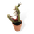 Flytrap Plant (min. order qty 3 required)
